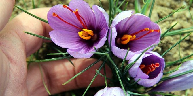 Vali Aktaş, Safran Hasadı Yaptı