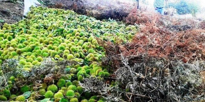 Ödemiş Kestanesi İtalya’ya İhraç Edildi