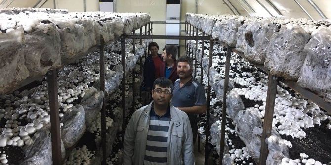 Beyşehir’de Hibeden Yararlanan Genç Çiftçiler Kültür Mantarı Yetiştiriyor