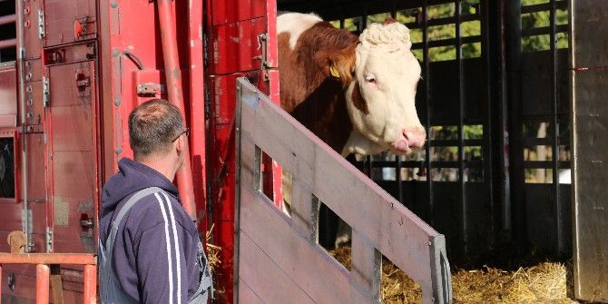 Süt Parası Karşılığında İnek Dağıtılıyor