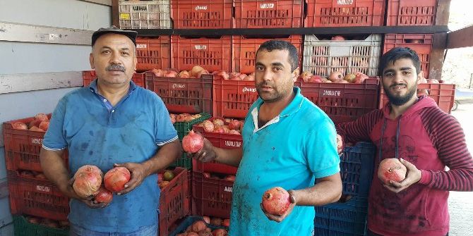 Binlerce Ton Nar Elde Kaldı