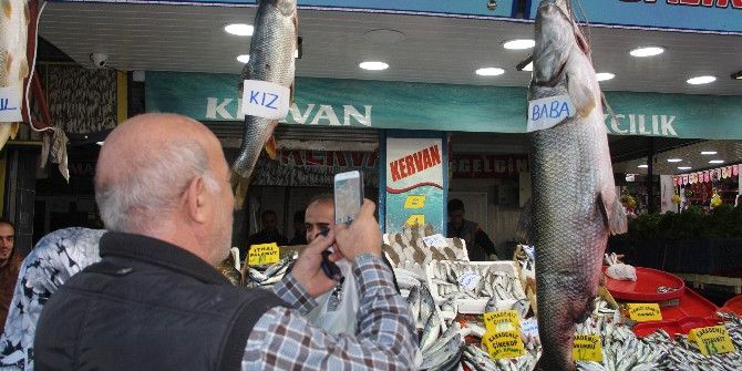 Keban Barajı’ndan Çıkan "Dev" Balıklar, Balıkçıların Yüzünü Güldürüyor