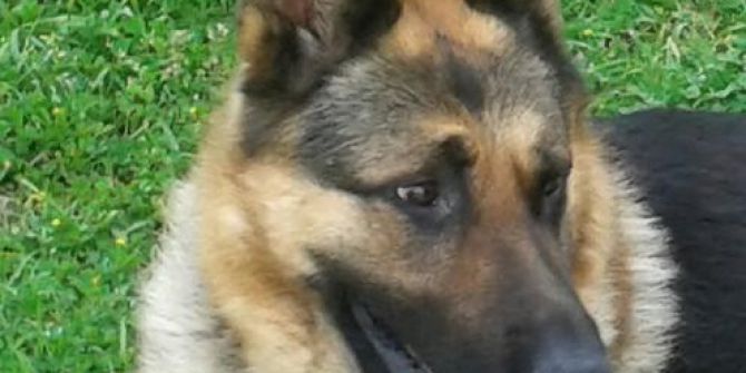 Kayıp Köpek ’Behzat’ Aranıyor