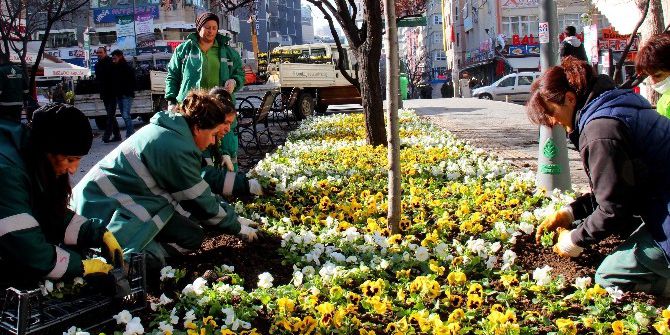 Çankaya Parklarını Kışlık Çiçekler Süslüyor