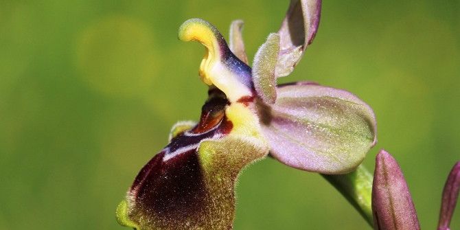 Orkide Türleri Tehlike Altında