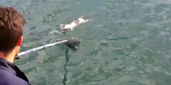 Denizin Ortasında Mahsur Kalan Kedi Böyle Kurtarıldı