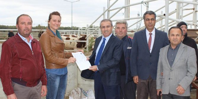 15 Çiftçiye 90 Büyükbaş Teslim Edildi