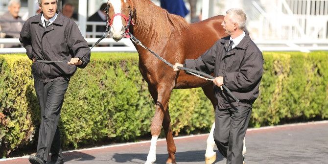 Arap Tayları Lüks Otomobil Fiyatına Satıldı