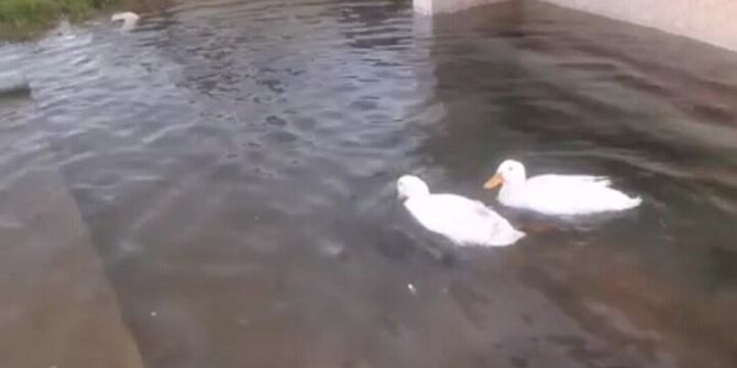 Sağlık Memuru Havuza Dönen Çeşme Önünde Ördek Yüzdürdü