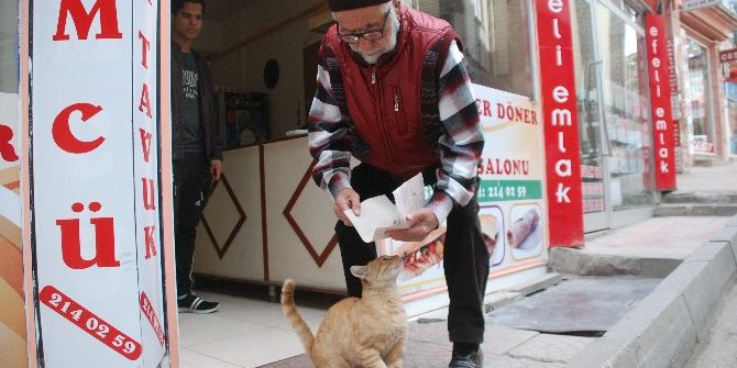 Sokak Kedisini Tavuk Dönerle Besliyor