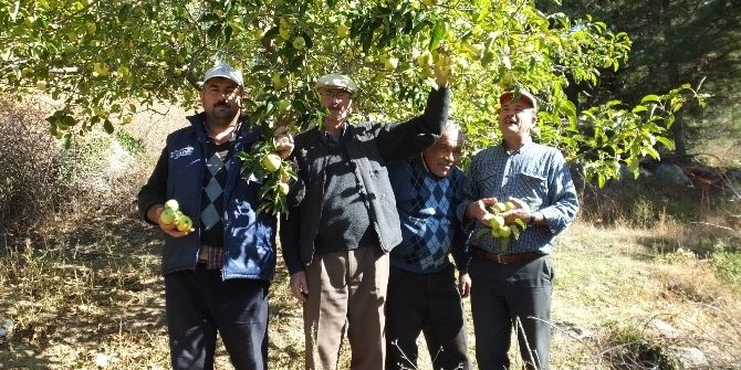 Organik Elmalar Domuzlara Yem Oldu