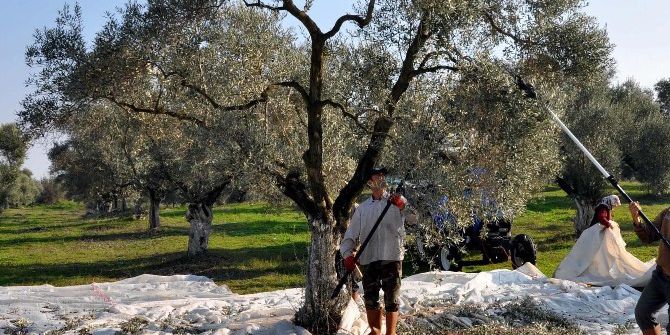 Manisa, Sofralık Zeytin Üretiminde İkinci