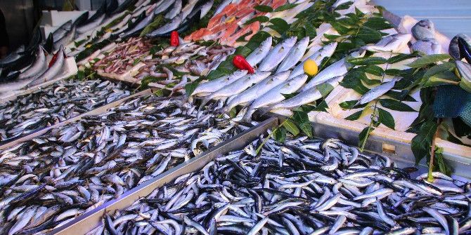 Bilecik’te Balık Fiyatları Cep Yakıyor