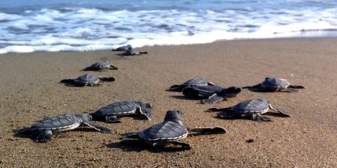 Yeşil Deniz Kaplumbağalarında Bu Yıl Kazanlı’da Rekor Kırıldı