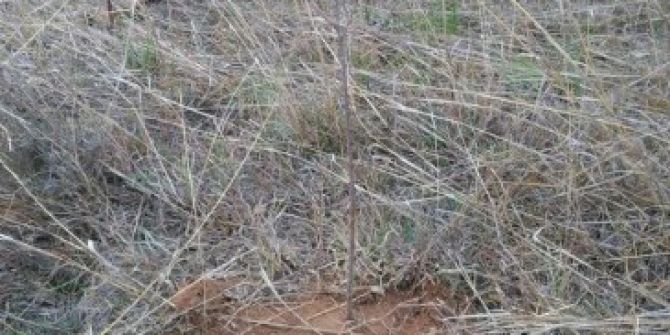 Yabanıl Meyve Fidanları Toprakla Buluştu