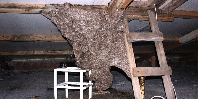 Çanakkale’de Katil Eşek Arıları Alarmı