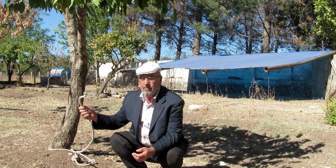 Çalınan İneklerinin Bulunmasını Bekliyor