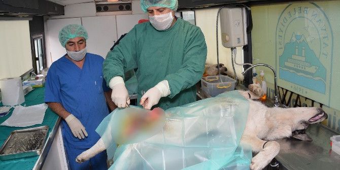 Hakkari’de Sokak Hayvanları Kısırlaştırılıyor