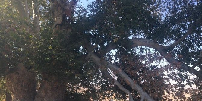 Elazığ’da 600 Yıllık Çınar Ağaçları Koruma Altına Alındı