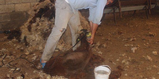 Besiciler Koyunları Kırkmaya Başladı