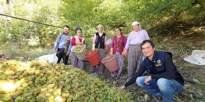 Orman Devletin, Kestanelerin Hasadı Ve Satışı Vatandaşların