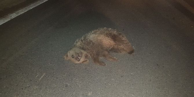 Kamyonun Çarptığı Ayı Yavrusu Telef Oldu