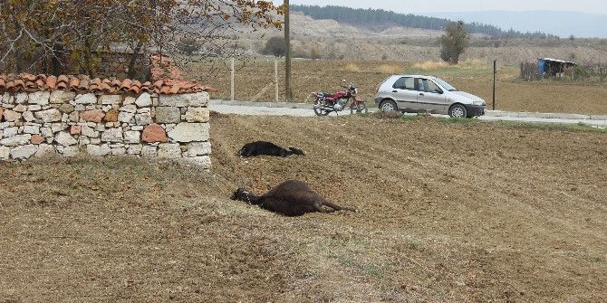 Kütahya’da Vahşet