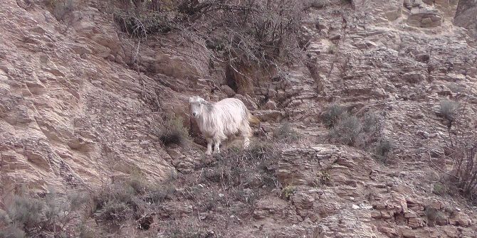 Kayalıklarda Mahsur Kalan Keçiyi İtfaiye Kurtardı