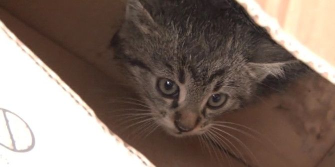 Motora Sıkışan Yavru Kedilere İtfaiye Operasyonu