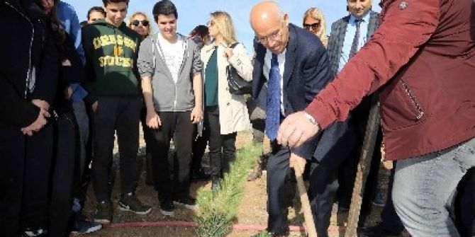 Yenimahalle’de Fidanlar Toprakla Buluştu