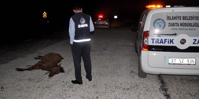 Kamyonun Çarptığı At Telef Oldu