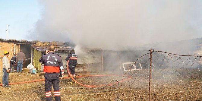 Otları Yakmak İstediler Çiftliği Yaktılar