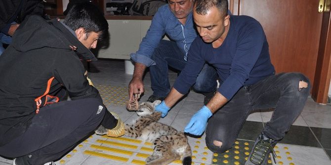 Yaralı Vaşak Tedavi Altına Alındı