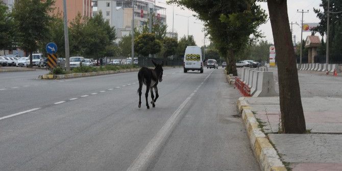 Başıboş Eşek Tehlike Saçtı