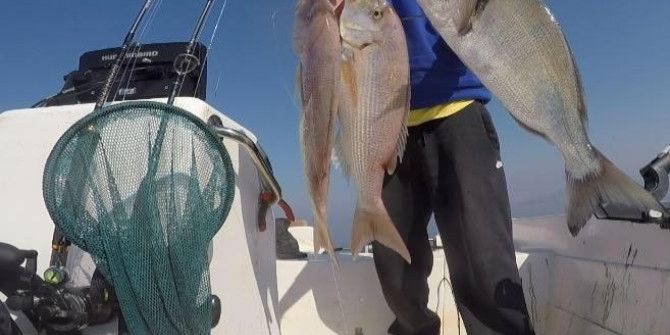 Oltasına Köpekbalığı Takıldı