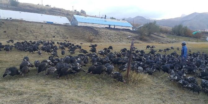 Doğal Ortamda Yetiştirilen Hindiler Satışa Sunuldu