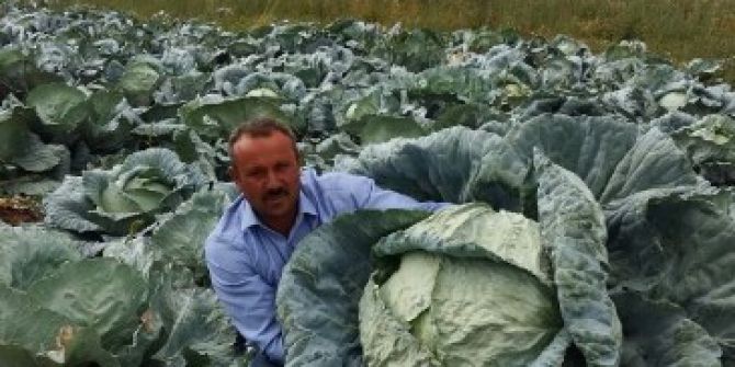 Lahana Üreticisinin Yüzü Gülüyor