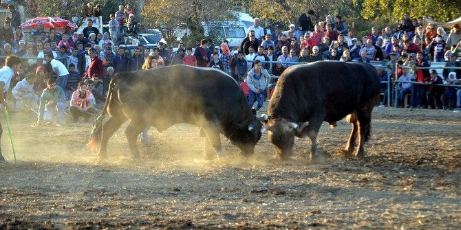 Datça’da Boğalar Spor Yararına Güreşti