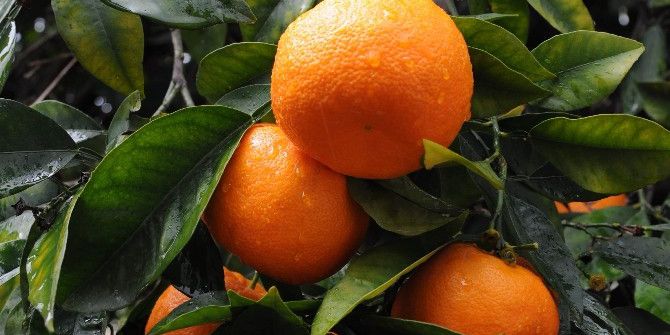 Adana’da Öğrencilere Narenciye Dağıtılacak