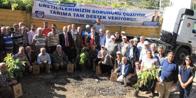Büyükşehir Belediyesi, Üreticilere Bin 400 Adet Avokado Fidanı Dağıttı