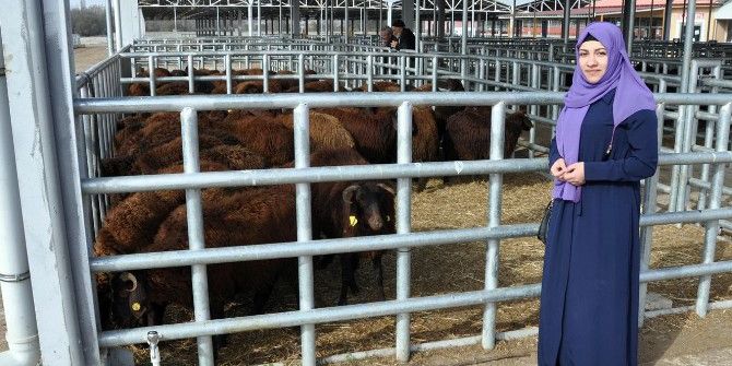 Kelkit Ve Şiran’da Ki Genç Çiftçilerin Koyunları Dağıtıldı