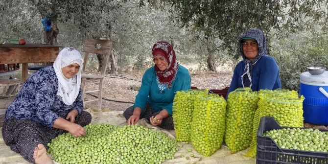 Büyükşehir Belediyesi, Üreticiye Desteğini Hasat Zamanı Da Sürdürüyor