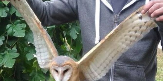 Yaralı "Peçeli Baykuş" Koruma Altına Alındı