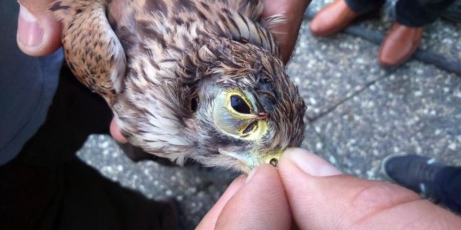 Kaçak Avcılardan Vicdansız Avlanma Yöntemi