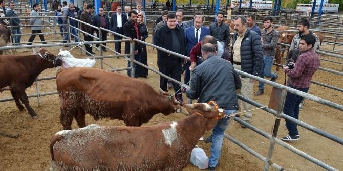 Genç Çiftçilere Hibe Hayvan Dağıtımı