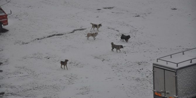 Kars’ta Kar Yağışı Etkili Oluyor
