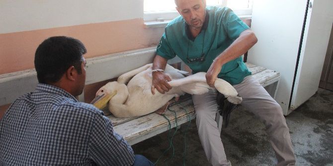 Göç Yolunda Bitkin Düşen Pelikan Emin Ellerde