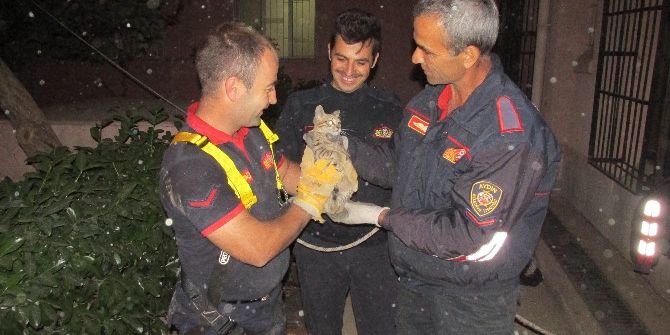 Yavru Kediyi Kurtarmak İçin İtfaiye Ekipleri Seferber Oldu