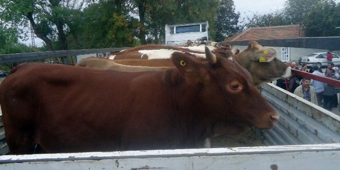 Kırklareli’nde 94 Genç Çiftçiye 564 Adet Büyükbaş Hayvan Teslim Edildi