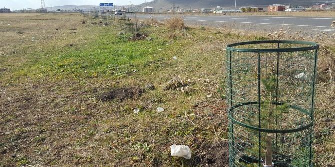 Ani Ören Yeri Karayolu Kenarına Dikilen Fidanlara Kafes Telli Koruma